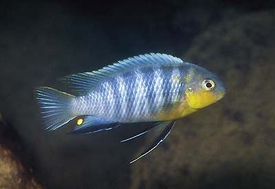 Tropheops sp. 'mbenji blue' Mbenji Island